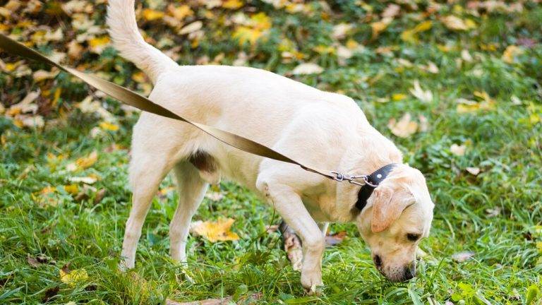 how long can a dog go without peeing